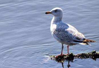Seagull