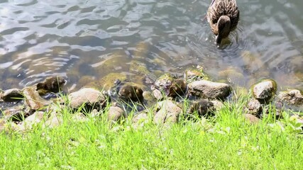 Mother duck guides ducklings across rippling pond water near grassy shoreline. The family gradually moves through calm water creating gentle waves as young ducklings follow closely behind parent