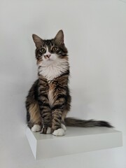 Gray and white cat in the house - Cute cat sitting on a shelf