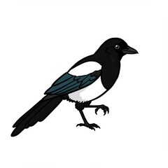 Black White Blue Magpie Bird Illustration
