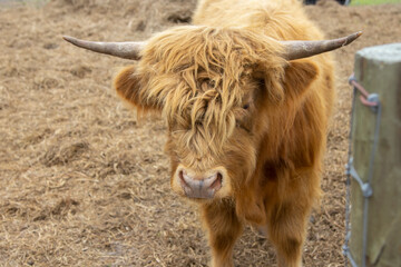 Portrait of a Highland Cow