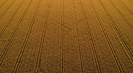 Fototapeta premium Golden wheat field aerial view. Abstract farm pattern with crop lines and texture. Autumn harvest concept background. Rural landscape agriculture theme.