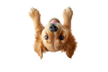 Playful golden retriever dog looking upside down, showcasing its playful nature.