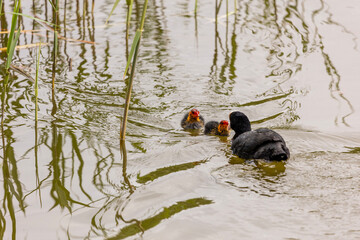 A Eurasian coot feeds its chicks in a pond. The young birds have bright red and orange feather on...
