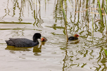 A Eurasian coot feeds its chicks in a pond. The young birds have bright red and orange feather on...