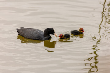 A Eurasian coot feeds its chicks in a pond. The young birds have bright red and orange feather on...