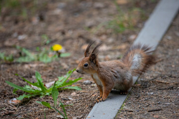 A small squirrel standing on the ground on a curb along a urban park pathway. It has reddish-brown fur, a bushy tail, and tufted ears.