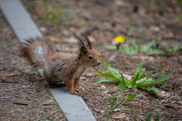 A small squirrel standing on the ground on a curb along a urban park pathway. It has reddish-brown fur, a bushy tail, and tufted ears.
