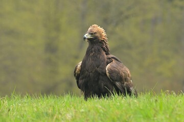 Golden eagle Aquila chrysaetos wildlife prey nature predator beautiful animal beautiful sighting ornithology Europe