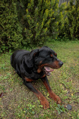 Obraz premium rottweiler in the green grass 