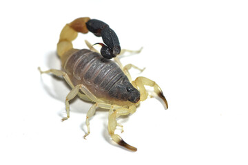 Closeup of the tiny thick-tailed scorpion Butheolus harrisoni from Oman, photographed on white background.
