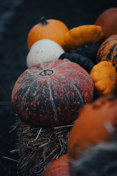 Pumpkin season