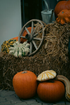 Pumpkin season