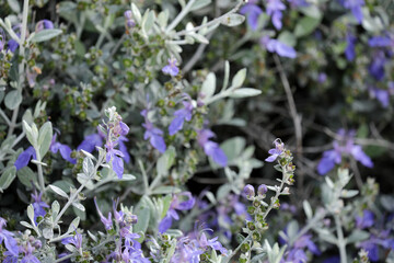 Germander shrub plant blooming