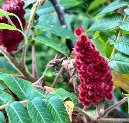 Close-up of vibrant red Staghorn Sumac flower cluster