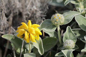 Phlomis smut yellow-flowering
