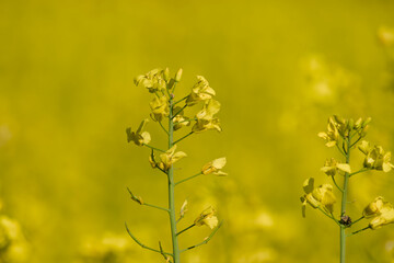 yellow rapeseed blossom in the agricultural field close-up