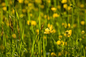 Ranunculus blossom in the sunset light close-up