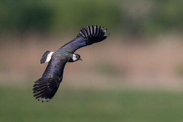 Kiebitz fliegt mit ausgebreiteten Fl&uuml;geln &uuml;ber das Moorgebiet
