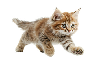 Fototapeta premium Playful tabby kitten running swiftly across a surface.