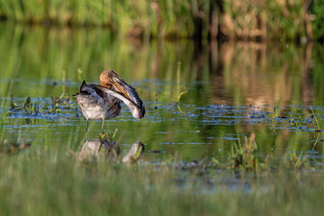 Uferschnepfe putzt ihr Gefieder in den Feuchtwiesen
