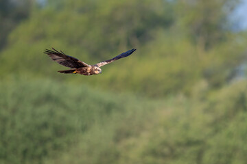 Rohrweihe fliegt über ein Feuchtgebiet