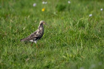 Kampfläufer stolziert über eine Feuchwiese