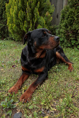 rottweiler in the green grass	