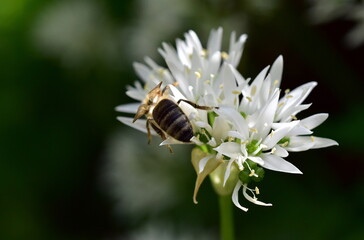 Biene auf einer Bärlauchblüte