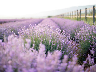 Obraz premium A Field of Lavender in Full Bloom