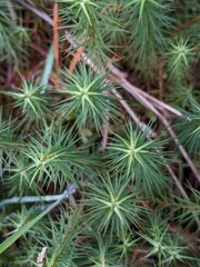 Close up of Pine Needles