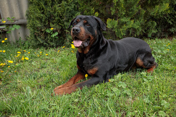 rottweiler in the green grass	