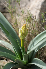 Asphodelus Albus White Asphodel blooming