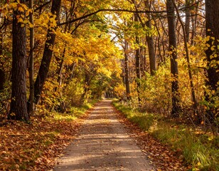 Obraz premium A scenic dirt path through a forest in autumn, with golden leaves on the ground