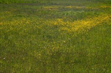 Buttercups blooming in green meadow on sunny day