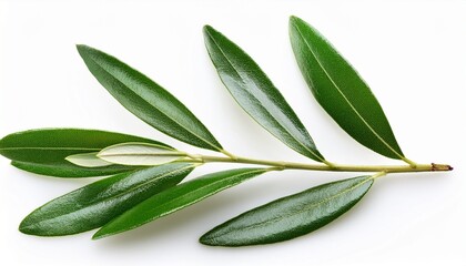 Obraz premium fresh olive branch leaves isolated on white background