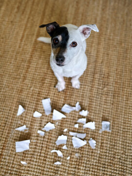 An adorable small pet terrier dog with shredded paper by feet, looking up with a cute, innocent expression. The paper is AI generated.