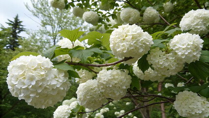 White flower clipart png, Moss Rose