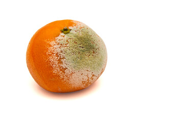 Moldy tangerine on a white isolated background