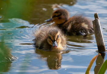 duck and ducklings