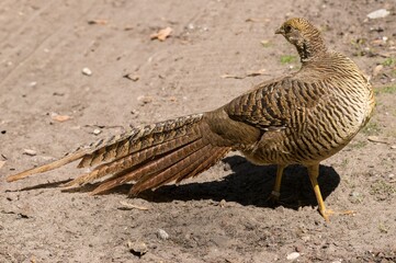 Cheer pheasant walking on dirt in the sun