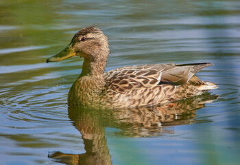 duck in the water