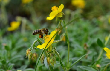 Biene fliegt zu einer Fingerkraut-Blüte