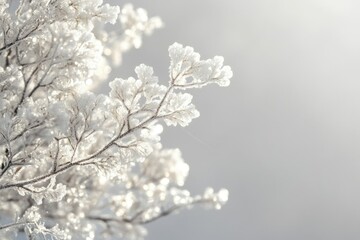 Frost-covered branches glisten in the soft winter sunlight, a serene winter scene.