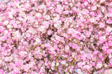 close up of beautiful blooming gypsophila flower in the background
