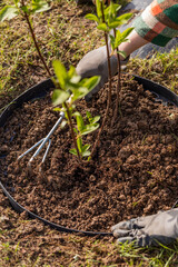 Gardener loosening soil around a hydrangea in spring garden using hand fork. Taking care of shrub...