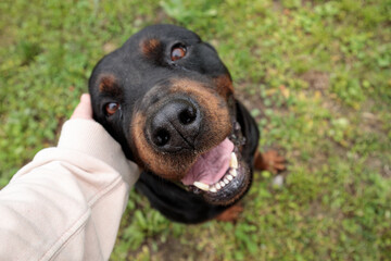 portrait of a black dog