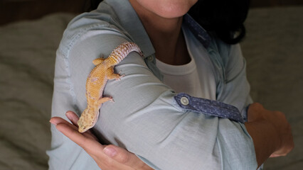 A leopard gecko perches on a woman s shoulder, calmly observing its surroundings. This image symbolizes trust and the unique companionship between humans and exotic pets.