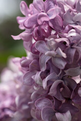 close up of a lilac flower