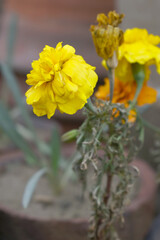 Yellow french marigold flower blossom in garden, Yellow french Mari Gold flowers for decorate garden, Close up of beautiful small marigold flower in garden. Marigold flowers bloom in nature